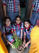 TREE PLANTATION